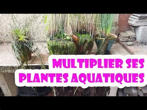 Comment Multiplier Ses Plantes Aquatiques YouTube