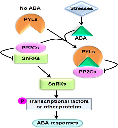 A Model Showing The Aba Key Signal Transduction Pathway Arrows