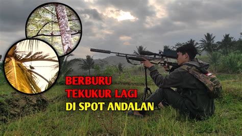 BERBURU BURUNG TEKUKUR DI SPOT IDAMAN YouTube