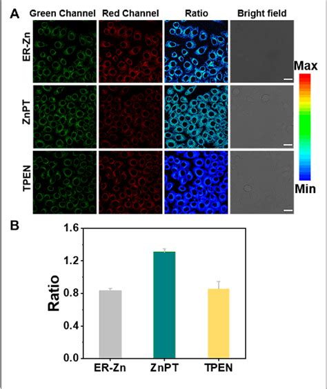 Figure From An Endoplasmic Reticulum Targeted Ratiometric Fluorescent