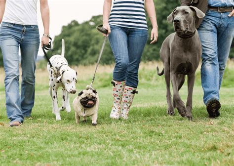 Cómo Aprender A Pasear A Mi Perro Caixacat