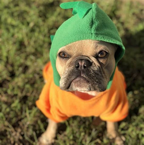 The 15 Best French Bulldog Halloween Costumes of All Time - The Dogman