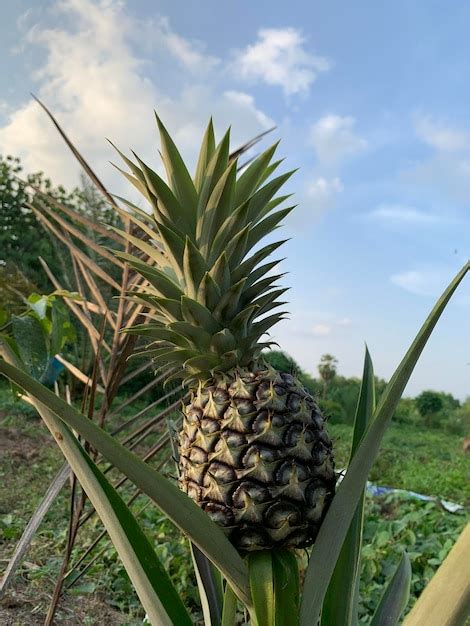 Premium Photo | Pineapple plant