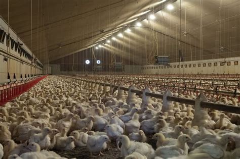 Poultryworld Romanias Poultry Industry Remains Strong Amid Challenges