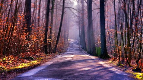 Hd Wallpaper Brown Trees Photography Of Forest At Night Time Nature