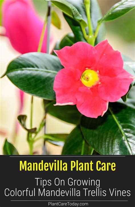 Mandevilla Vine Care: How To Grow Colorful Mandevilla | Trellis plants ...