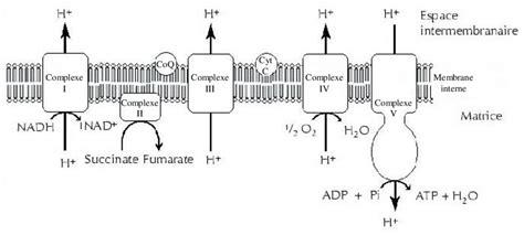 Représentation Schématique De La Chaîne Respiratoire Mitochondriale