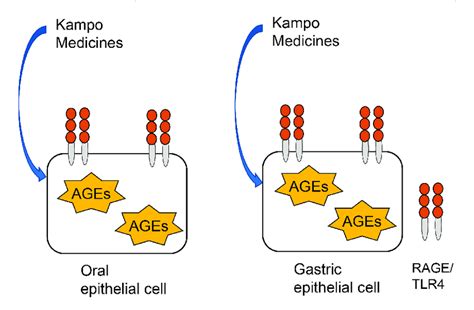 Schematic diagram of application of the novel in vitro assay for ...