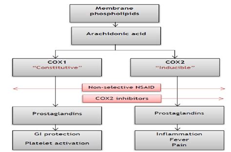 Mechanism Of Action Of Nsaids - NSAIDs mechanism of action and natural ...