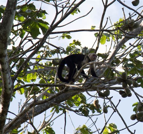 Scott's Images: Osa Peninsula Wildlife