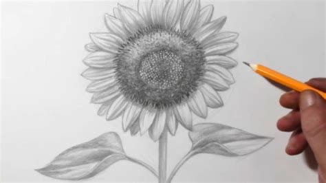 Sunflower Drawing In Pencil