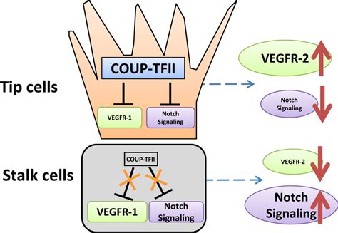 Potential Model For Coup Tfii Function In Tip And Stalk Cell