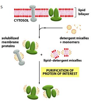 Membrane Proteins Flashcards Quizlet