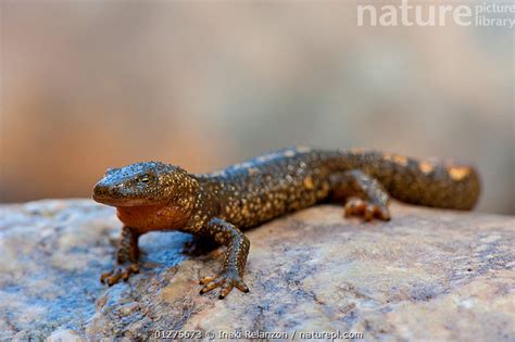 Stock Photo Of Pyrenean Brook Salamander Euproctus Asper Resting On