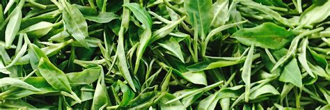 Loose Leaf Green Tea - Green Tea Leaves in Bulk, Tins, Bags | Tea Spot