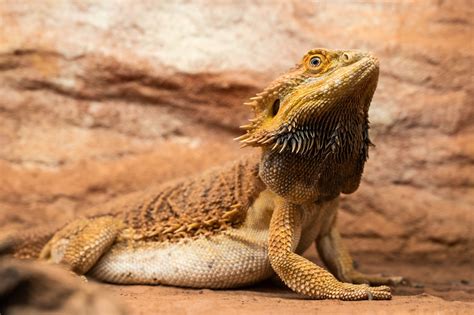 The Language Of The Bearded Dragon S Beard