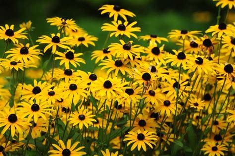 15 Perfect Michigan Perennials Photos Garden Lovers Club