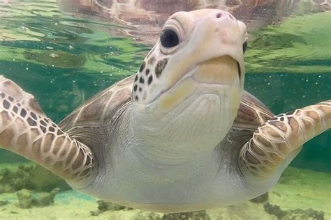 Cairns Aquarium General Admission And Turtle Hospital Tour