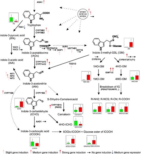 Gene Expression And Metabolite Concentrations Upon Piriformospora