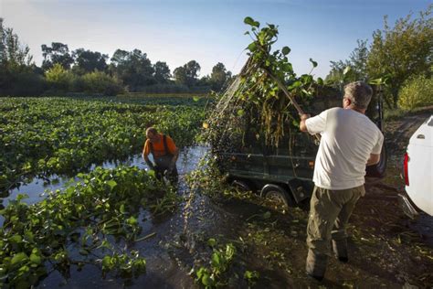 Especies Invasoras Amenaza Medioambiental Pero También De Salud Y Economía Efeverde