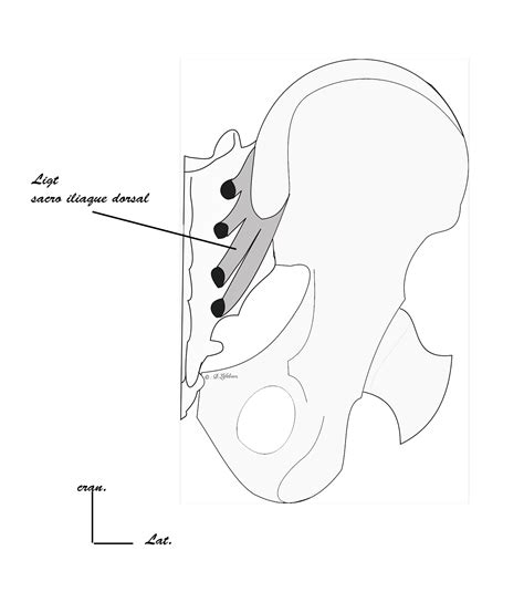 Anatomie Pelvis Articulation Sacro Iliaque