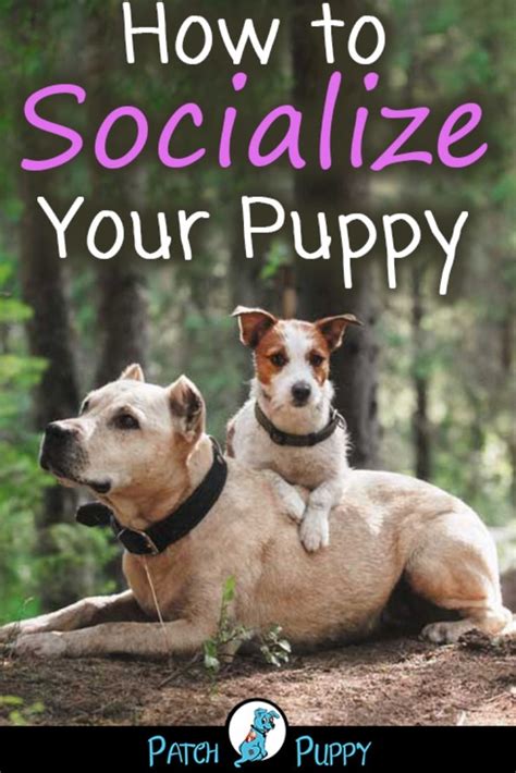 How To Socialize Your Puppy Puppy Socialization