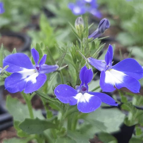 Lobelia Hot Bavaria Annual Plant With Bicoloured Flowers Of Blue And White