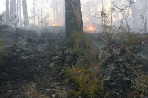 The Forest Fire Near Almora In Uttarakahnd Has Caused Massive