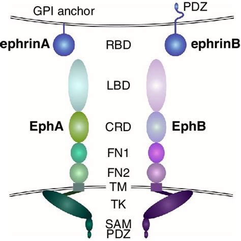 Growth Factor And Adhesion Receptor Interactions With Epha In Tumor