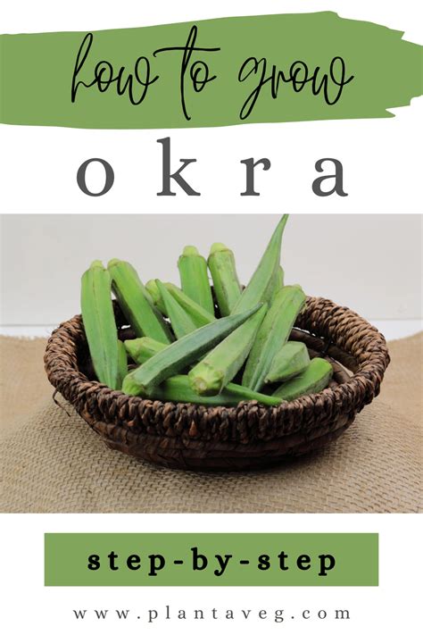 cutting edge guide  planting okra artofit