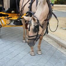 Mariana De Sousa Nude OnlyFans Leaks 2024 Fapopedia