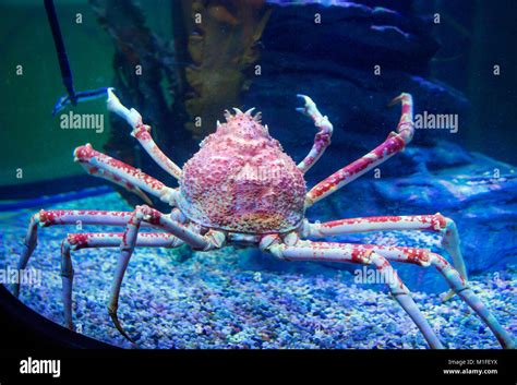 Cangrejos Araña Japoneses Fotografías E Imágenes De Alta Resolución Alamy