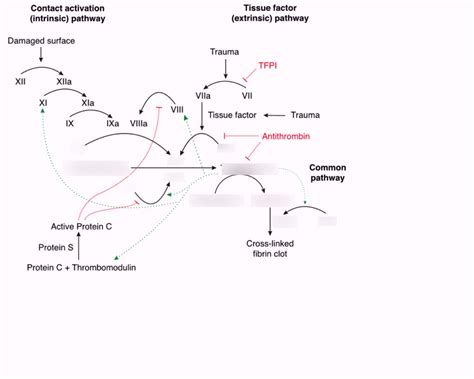 common pathway diagram quizlet