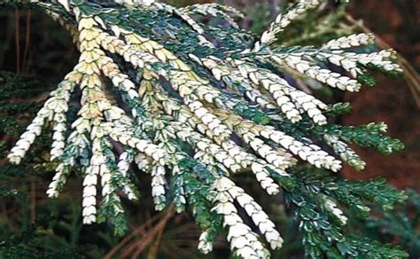 Conifers For Shade Fine Gardening Full Shade Flowers Evergreens For Shade Shade Plants