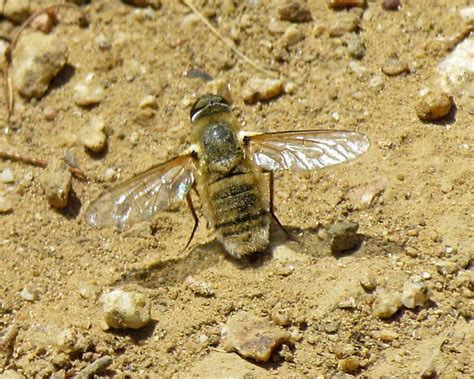 Bee Fly Bugguidenet