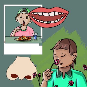 5 Human Senses And Their Sense Organs Clipart By YawClips Clipart