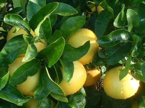 Pompelmo Agrume Per Climi Caldi Passione In Verde