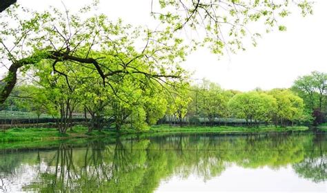 杭州的春天也太早了，来茅家埠赏风景挖野菜，寻找春天的气息 知乎