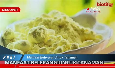 Temukan 7 Manfaat Belerang Untuk Tanaman Yang Jarang Diketahui