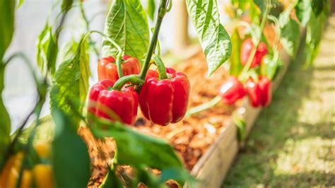 How To Grow And Care For Bell Peppers Homes Gardens