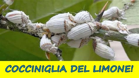 Eliminare La Cocciniglia Dal Limone Guida Pratica E Veloce Giardino Del