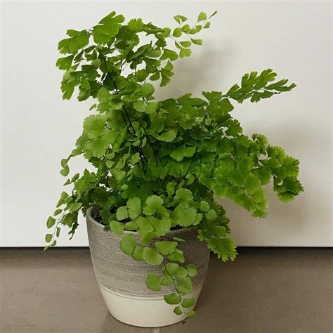 Maidenhair Fern - Indoor Plant Addicts