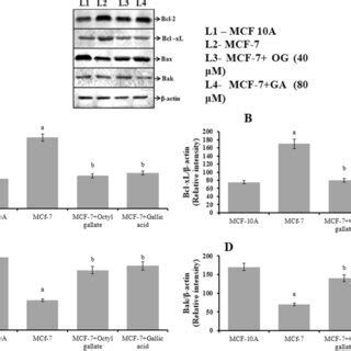 AD Effect Of OG And GA On Bcl 2 Bcl XL Bax And Bak Expression In