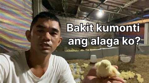 Broiler Chicken Part 10 Mag Umpisa Ulit Tayo Sa Konti YouTube