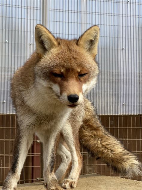 東武動物公園【公式】リュウくん On Twitter 【本日のお誕生日さん】 412 ホンドギツネ コジノスケくん♂8歳のお誕生日🎂