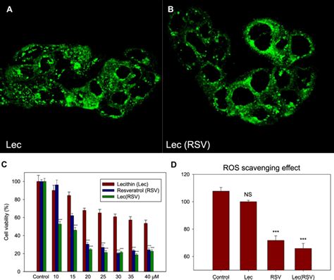 The In Vitro Uptake Ability And Cytotoxicity Of Lec And Lec Rsv