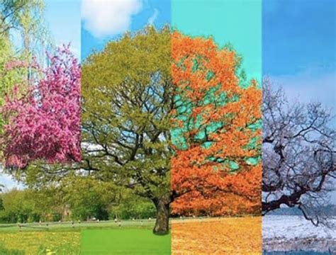 Elenco De As Quatro Estações Do Ano Programa De Televisão