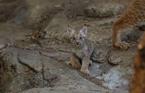 Little Lynx Cub Makes His Debut - ZooBorns