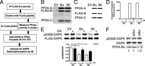 Dephosphorylation Of DAPK By PP2A Holoenzymes A Schematic Of