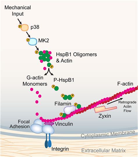 Phosphorylation Of The Small Heat Shock Protein Hspb Regulates